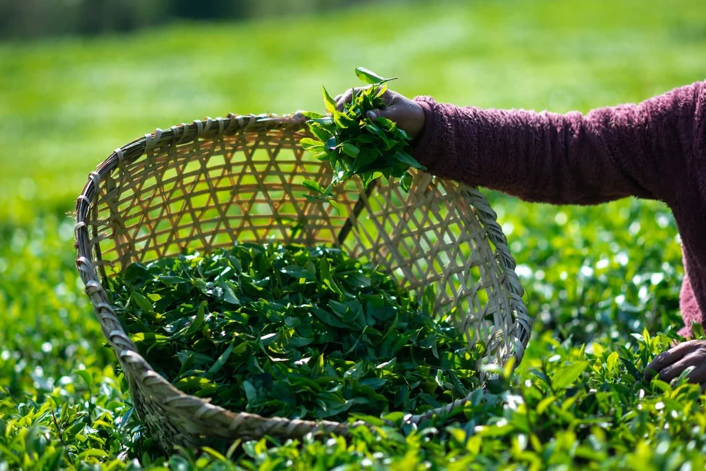 Himalayan Tea